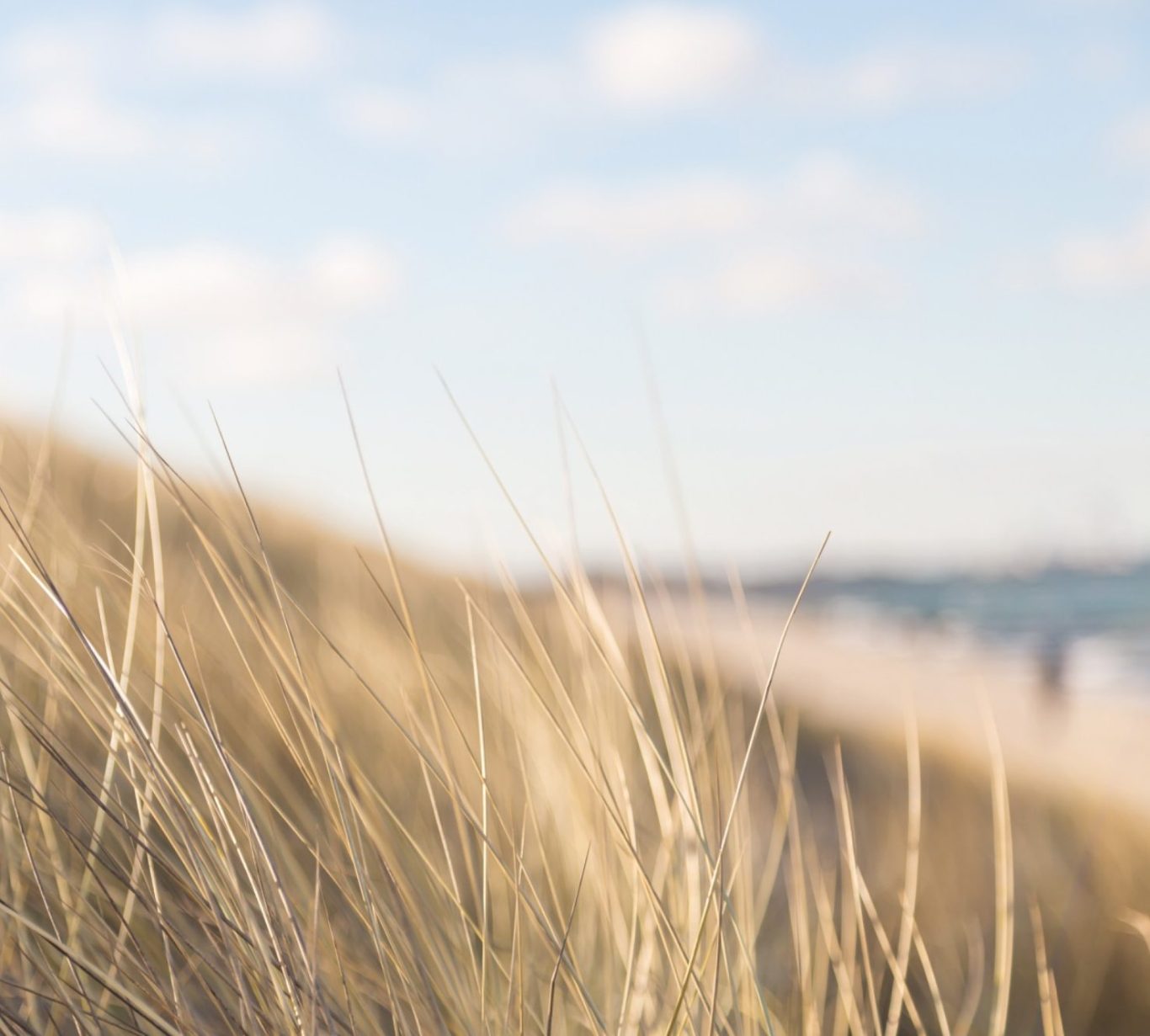 Dünengras mit unscharfem Nordseehintergund